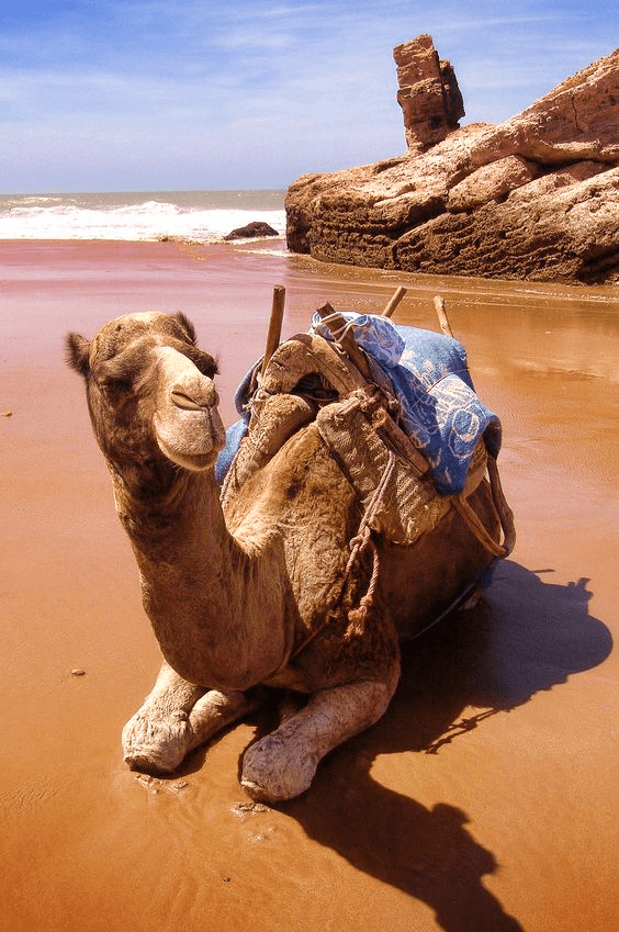 Camel in Morocco