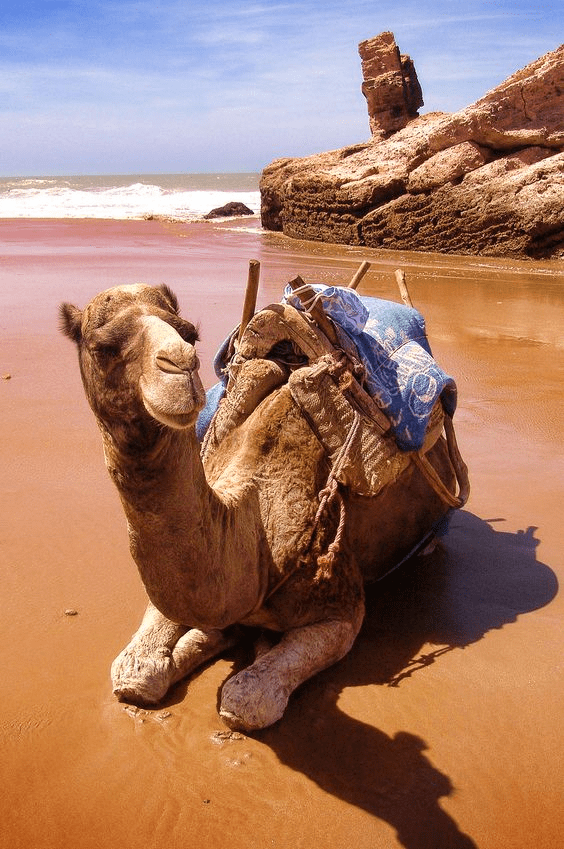 activities in Agadir - camel ride