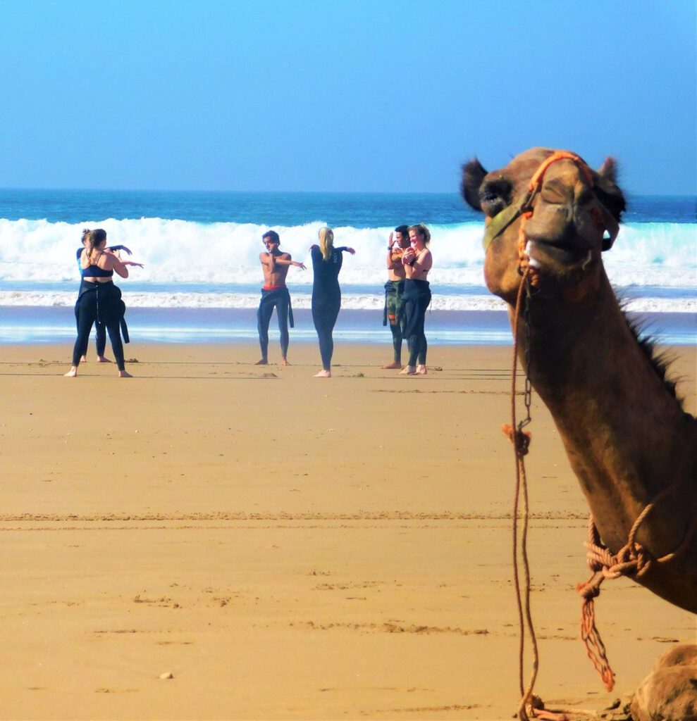 Beginner surf Taghazout Marokko, surflessons in Morocco with camel